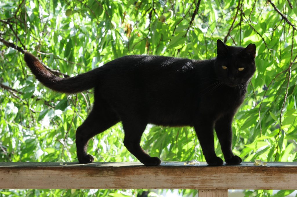 black-cat-on-fence-2