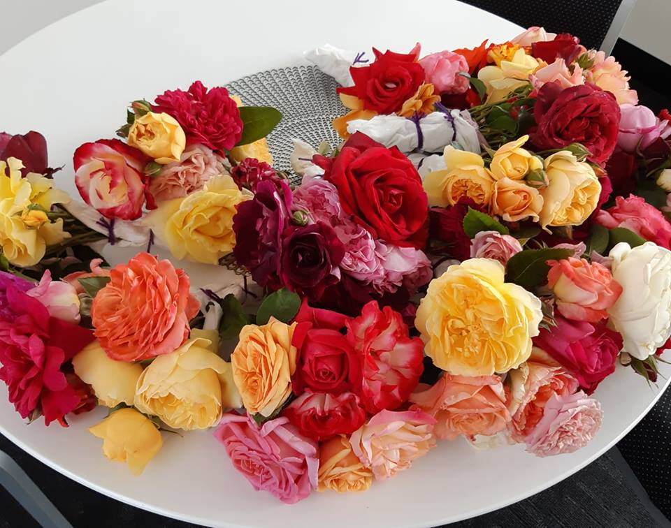 Atinan Roses Judy Rigby | Writings, Musings and Scratchings